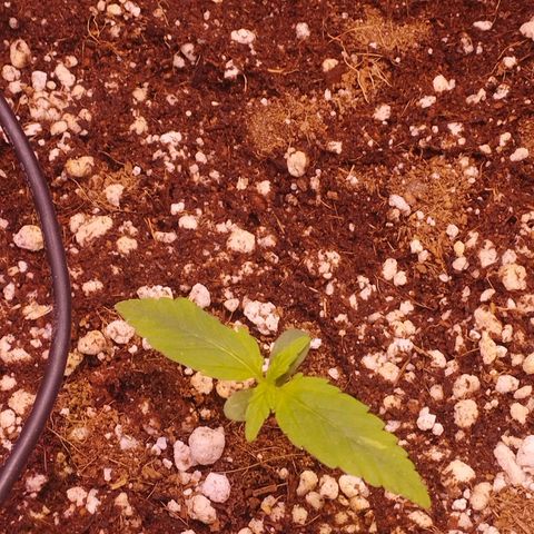 Gorilla Cookies Auto Santa Semente growlog timeline photo