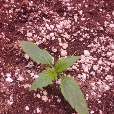 Gorilla Cookies Auto Santa Semente growlog timeline photo