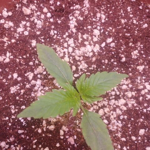 Gorilla Cookies Auto Santa Semente growlog timeline photo