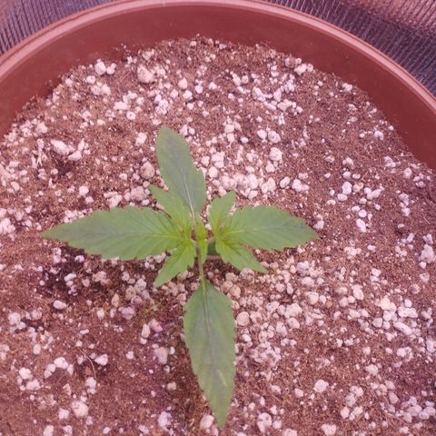 Gorilla Cookies Auto Santa Semente growlog timeline photo