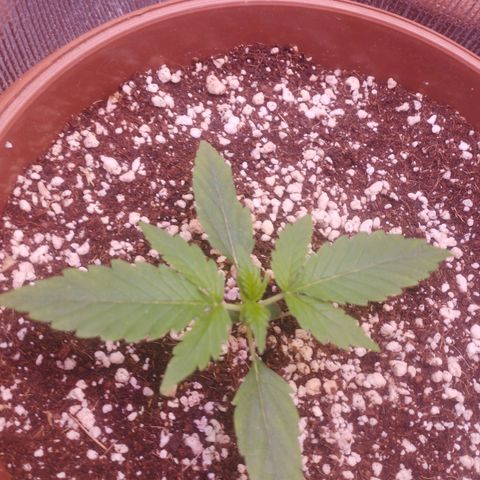 Gorilla Cookies Auto Santa Semente growlog timeline photo