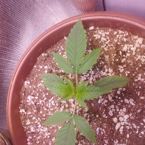 Gorilla Cookies Auto Santa Semente growlog timeline photo