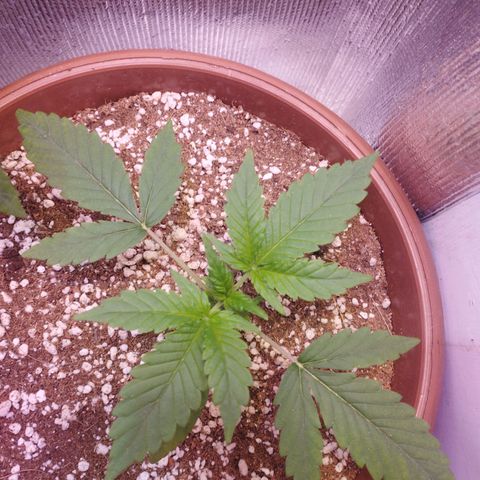Gorilla Cookies Auto Santa Semente growlog timeline photo