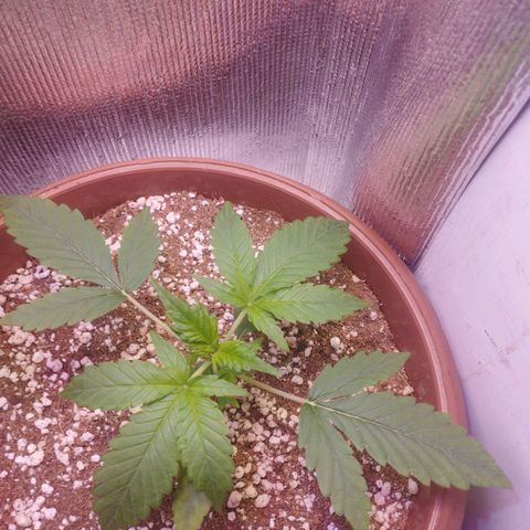Gorilla Cookies Auto Santa Semente growlog timeline photo