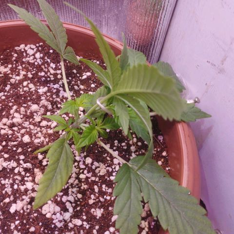 Gorilla Cookies Auto Santa Semente growlog photo: 1° LST 