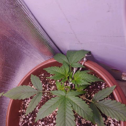 Gorilla Cookies Auto Santa Semente growlog timeline photo