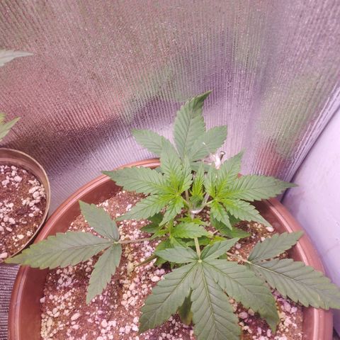 Gorilla Cookies Auto Santa Semente growlog timeline photo