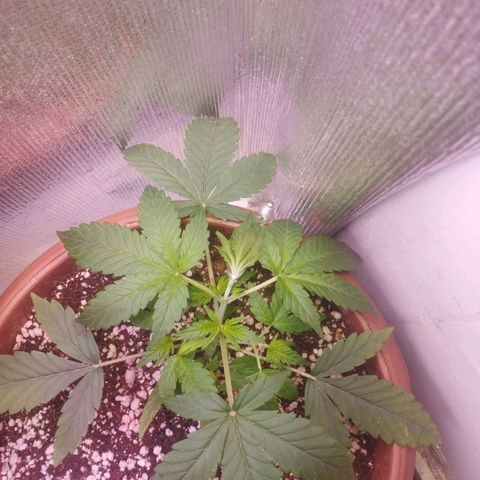 Gorilla Cookies Auto Santa Semente growlog timeline photo