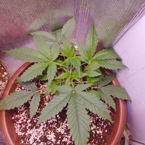 Gorilla Cookies Auto Santa Semente growlog timeline photo