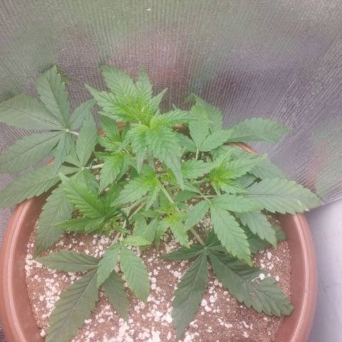 Gorilla Cookies Auto Santa Semente growlog timeline photo