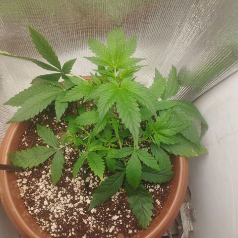 Gorilla Cookies Auto Santa Semente growlog timeline photo