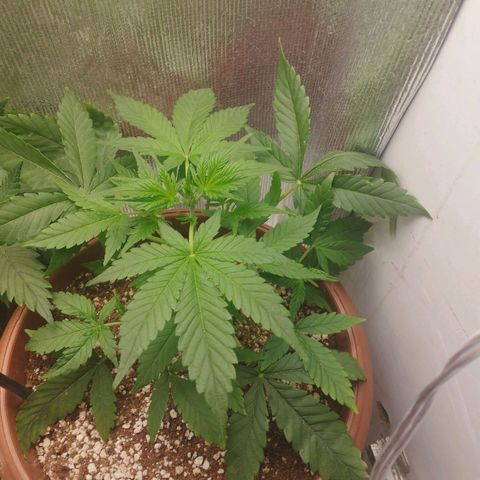 Gorilla Cookies Auto Santa Semente growlog timeline photo