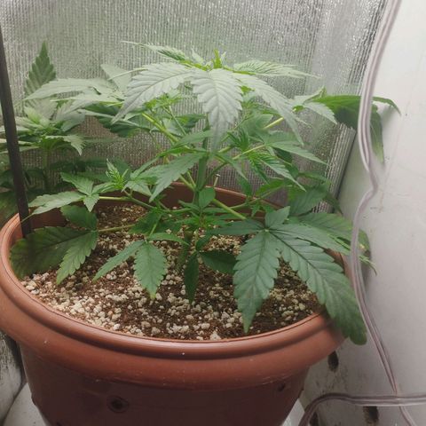 Gorilla Cookies Auto Santa Semente growlog timeline photo