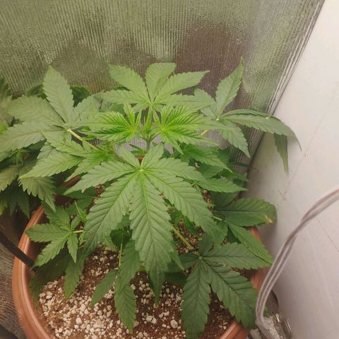 Gorilla Cookies Auto Santa Semente growlog timeline photo