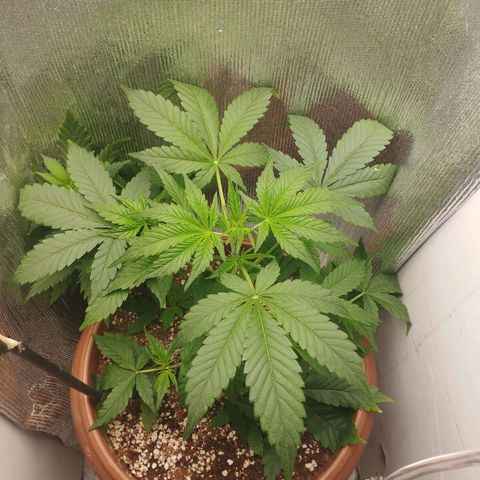Gorilla Cookies Auto Santa Semente growlog timeline photo