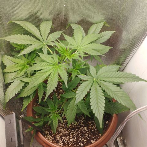 Gorilla Cookies Auto Santa Semente growlog timeline photo