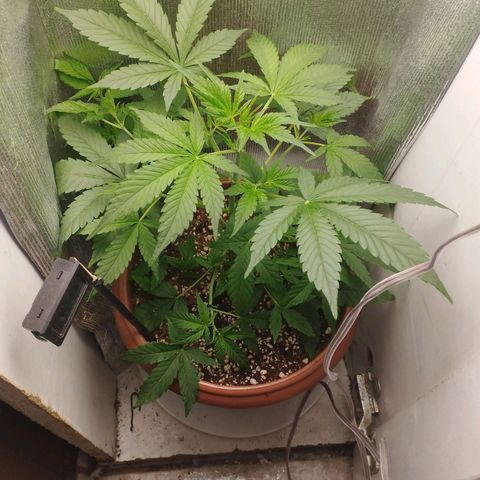 Gorilla Cookies Auto Santa Semente growlog timeline photo