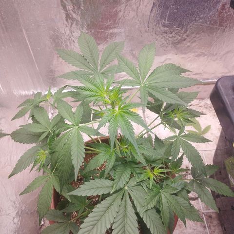 Gorilla Cookies Auto Santa Semente growlog timeline photo