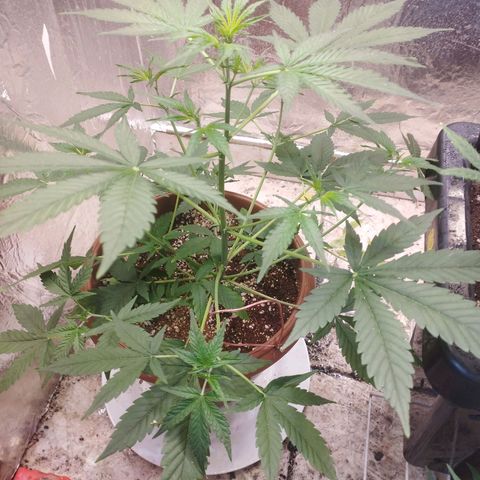 Gorilla Cookies Auto Santa Semente growlog timeline photo