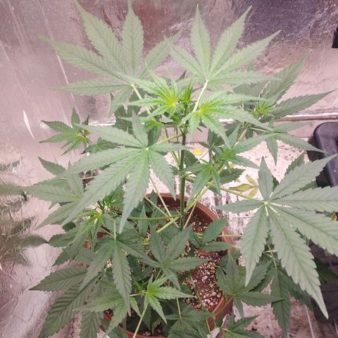 Gorilla Cookies Auto Santa Semente growlog timeline photo