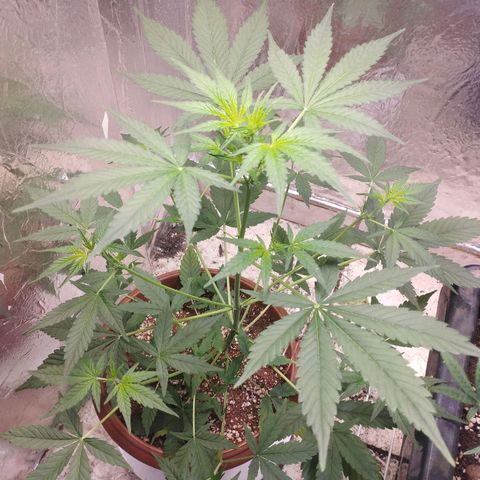 Gorilla Cookies Auto Santa Semente growlog timeline photo