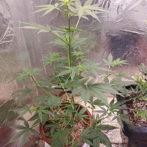 Gorilla Cookies Auto Santa Semente growlog timeline photo