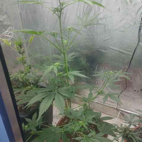 Gorilla Cookies Auto Santa Semente growlog timeline photo