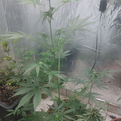 Gorilla Cookies Auto Santa Semente growlog timeline photo