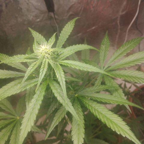 Gorilla Cookies Auto Santa Semente growlog timeline photo