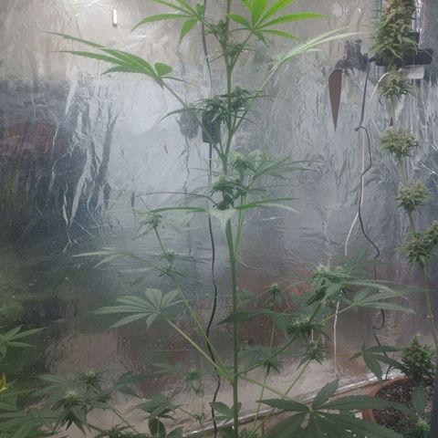 Gorilla Cookies Auto Santa Semente growlog timeline photo