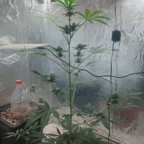 Gorilla Cookies Auto Santa Semente growlog timeline photo
