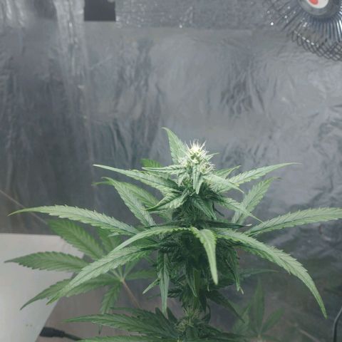 Gorilla Cookies Auto Santa Semente growlog timeline photo