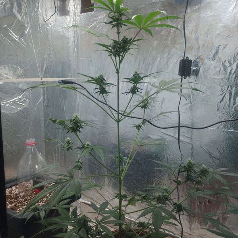 Gorilla Cookies Auto Santa Semente growlog timeline photo