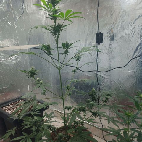 Gorilla Cookies Auto Santa Semente growlog timeline photo