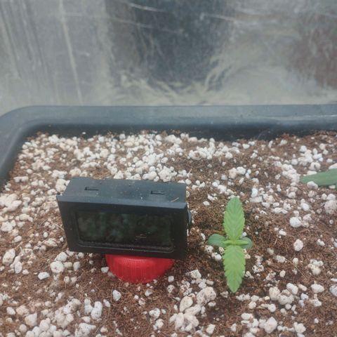 Gorilla Cookies auto growlog timeline photo