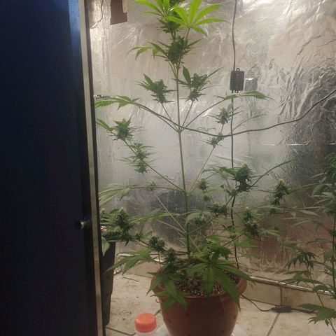 Gorilla Cookies Auto Santa Semente growlog timeline photo