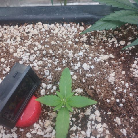 Gorilla Cookies auto growlog timeline photo
