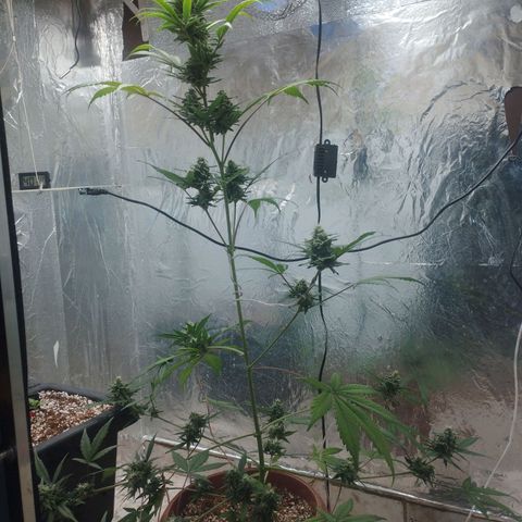 Gorilla Cookies Auto Santa Semente growlog photo: Ancioso pra tacar fogo 🔥🔥 kkk
