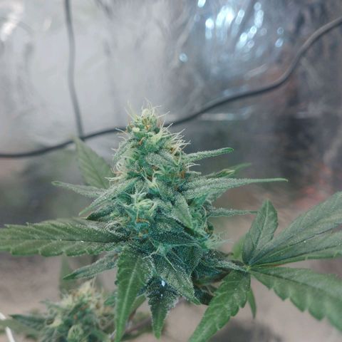 Gorilla Cookies Auto Santa Semente growlog photo: Ancioso pra tacar fogo 🔥🔥 kkk