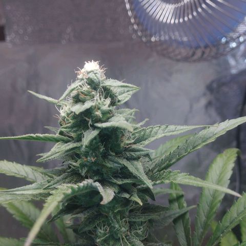 Gorilla Cookies Auto Santa Semente growlog photo: Ancioso pra tacar fogo 🔥🔥 kkk