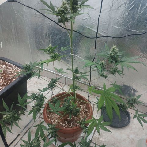 Gorilla Cookies Auto Santa Semente growlog photo: Ancioso pra tacar fogo 🔥🔥 kkk