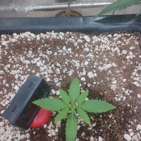 Gorilla Cookies auto growlog timeline photo