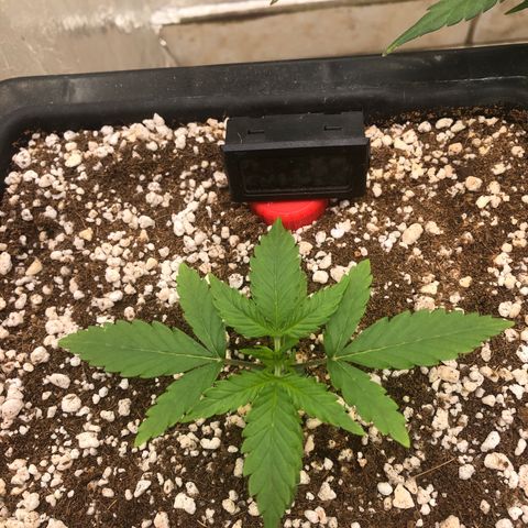 Gorilla Cookies auto growlog timeline photo