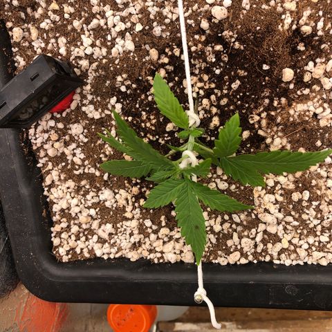 Gorilla Cookies auto growlog timeline photo