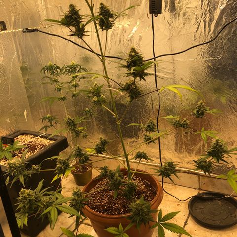 Gorilla Cookies Auto Santa Semente growlog timeline photo