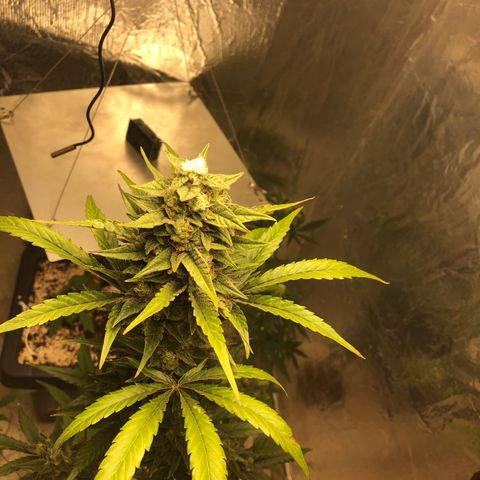 Gorilla Cookies Auto Santa Semente growlog timeline photo