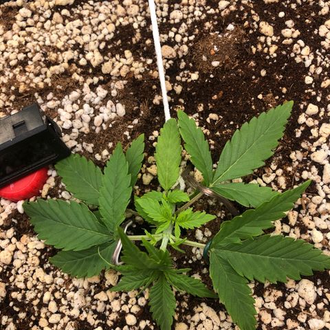 Gorilla Cookies auto growlog timeline photo