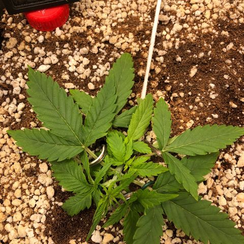 Gorilla Cookies auto growlog timeline photo