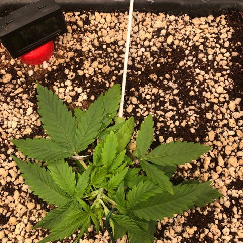 Gorilla Cookies auto growlog timeline photo
