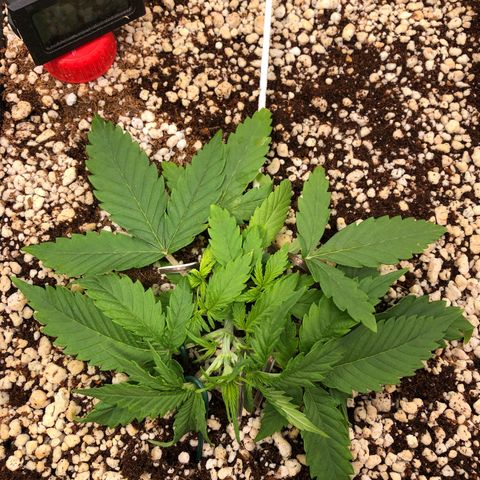 Gorilla Cookies auto growlog timeline photo